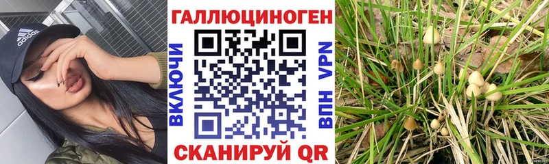 Галлюциногенные грибы MAGIC MUSHROOMS закладка Терек